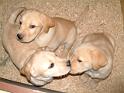 030408 cani mitri